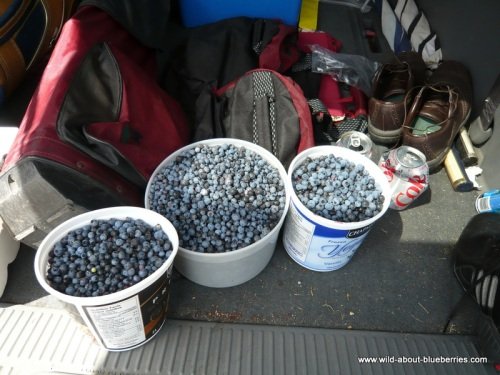 Picking blueberries in Northern Ontario