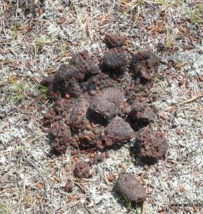 Picking wild blueberries