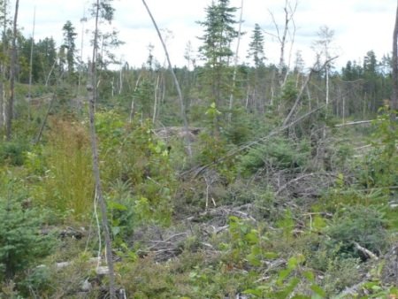 Picking Ontario blueberries